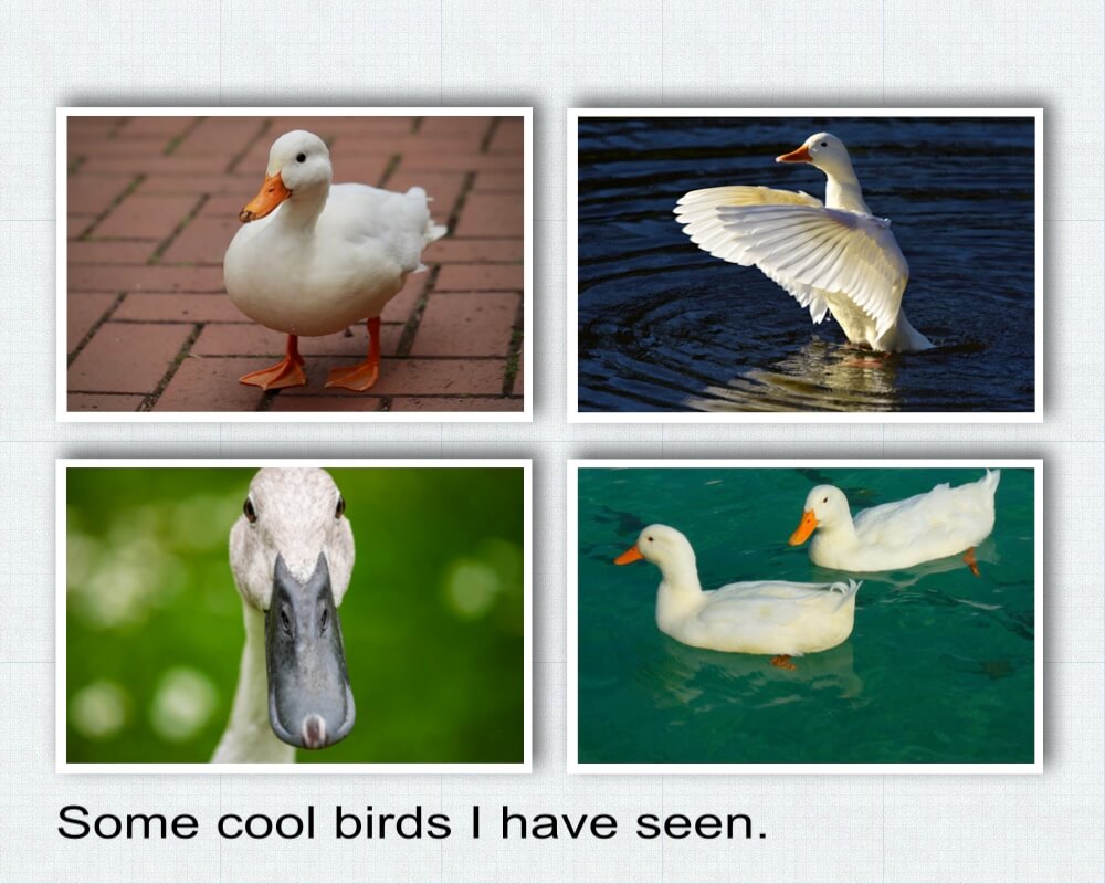 Four pictures of white ducks in a grid