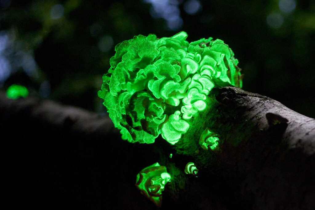 Image of green-glowing bacterium