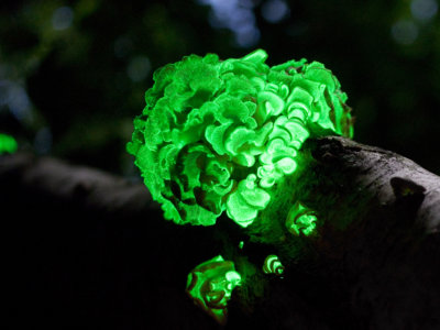 Image of green-glowing bacterium