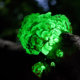 Image of green-glowing bacterium