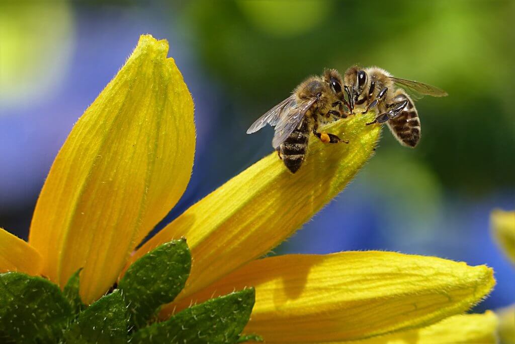 Two honeybees face to face on a yellow flower petal