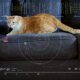 Image of computer screen depicting an orange cat with a variety of alphanumeric scientific data superimposed on the the screen.