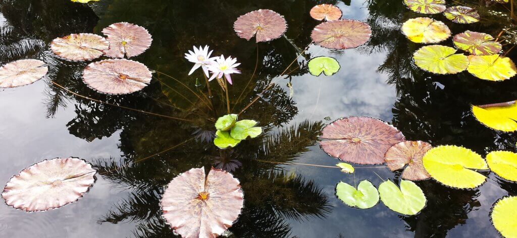 Photo of lily pads and white flower on pond
