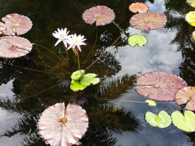 Photo of lily pads and white flower on pond