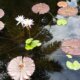 Photo of lily pads and white flower on pond