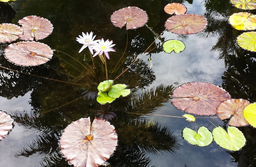 Photo of lily pads and white flower on pond